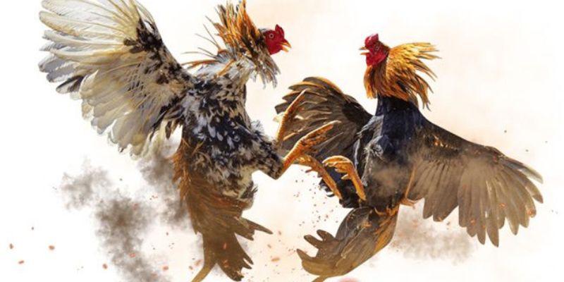 Các tin tức mới nhất về các trận đấu đá gà mạnh tại F8bet