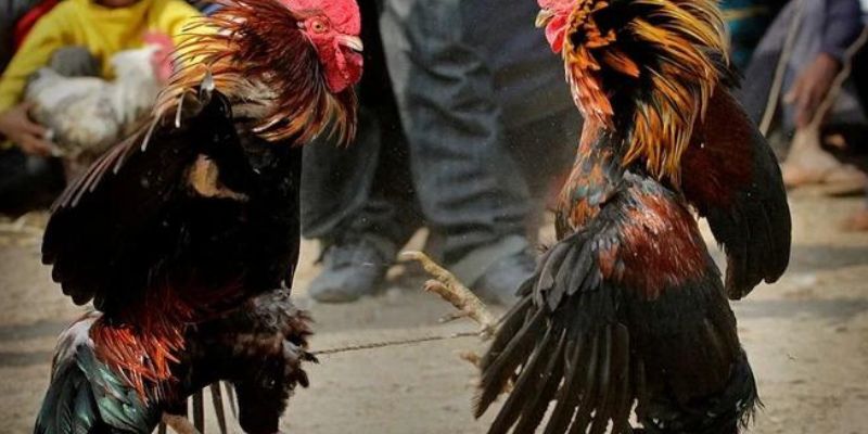 Thông tin về thị trường cá cược đá gà Philippines tại F8bet