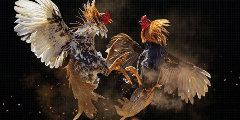 Tìm hiểu tiện ích và ưu điểm khi chơi đá gà SV388 