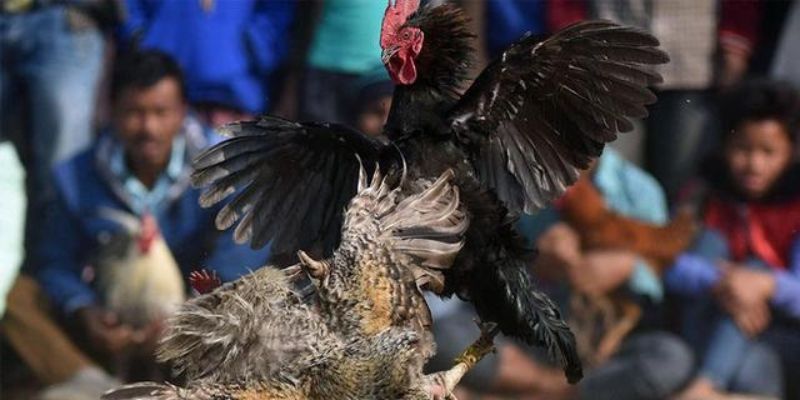 Tìm hiểu các đặc điểm nổi bật của đá gà tre tại F8bet