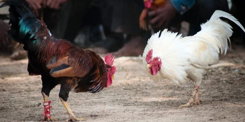 Một số lợi ích khi chọn xem đá gà trực tiếp campuchia