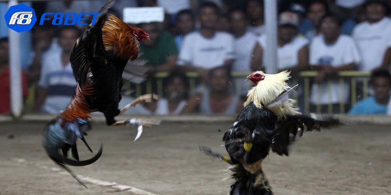 Soi kèo dựa trên thông tin đội gà