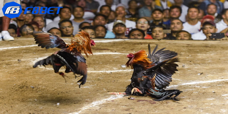 kinh nghiệm soi kèo đá gà