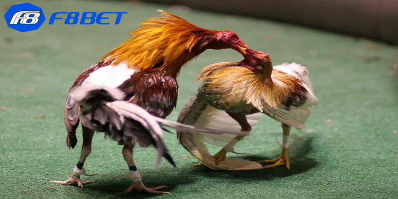 Chi tiết về luật đá gà tre hiệu quả cho newbie