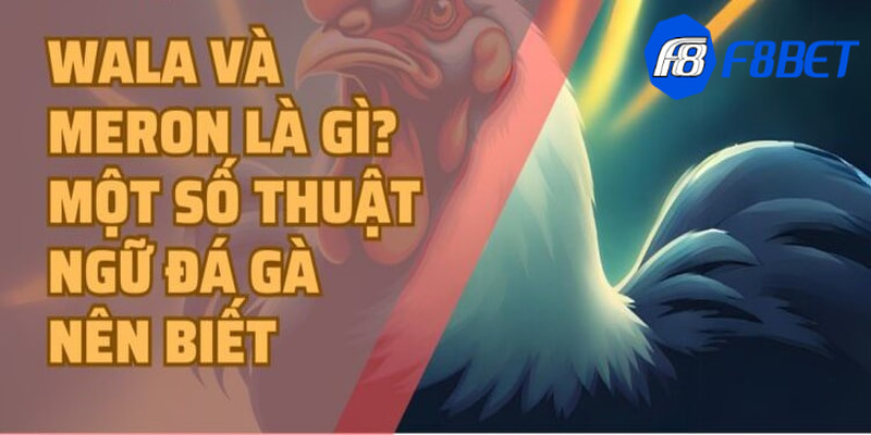 Meron trong đá gà là gì
