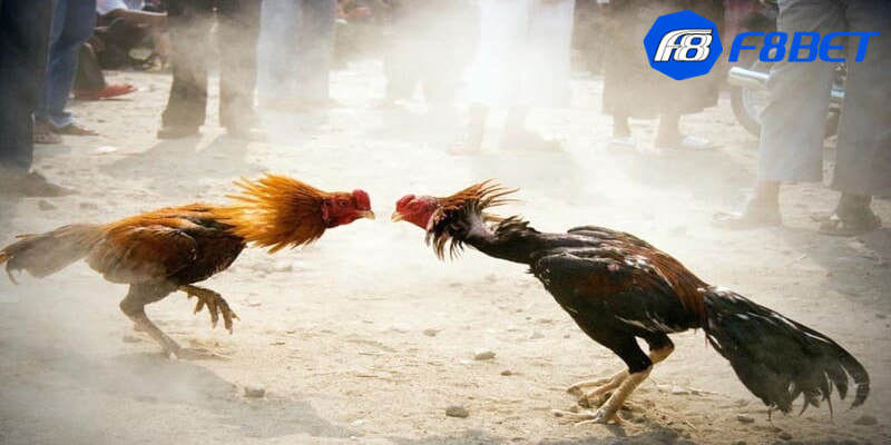 Khái niệm Meron trong đá gà là gì