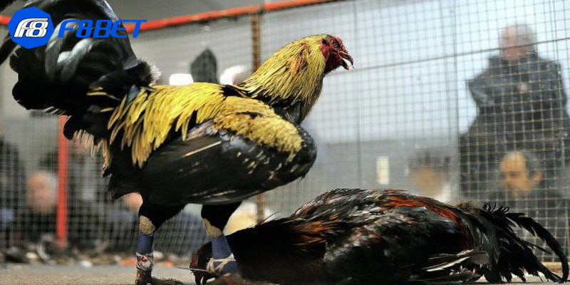 Tổng quan về tỷ lệ cược đá gà trực tuyến là gì