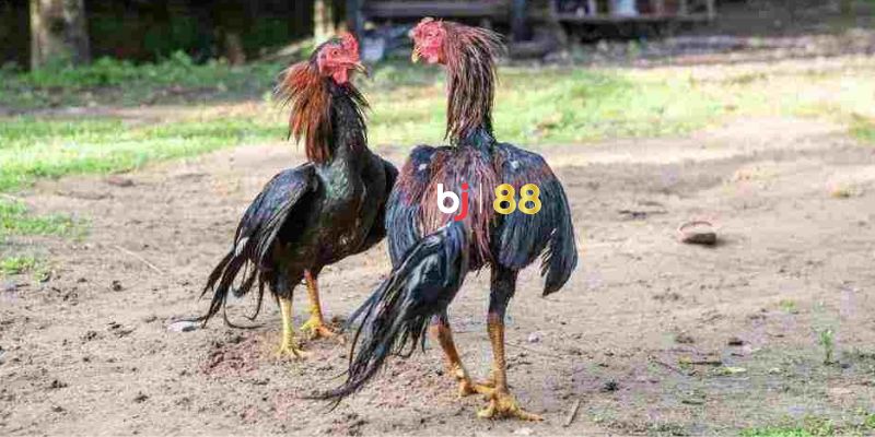 Sức hút không thể bỏ qua từ nhà cái